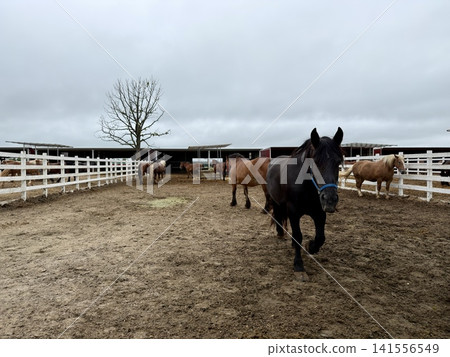用於盤榮賽馬的大型挽馬，飼養於日本北海道十勝市帶廣的牧場。 141556549