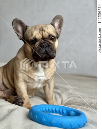 A cute, contented French bulldog of fawn color lies on a bed with a beige bedspread in a close-up home environment 141556784
