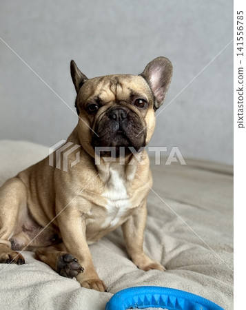 A cute, contented French bulldog of fawn color lies on a bed with a beige bedspread in a close-up home environment 141556785