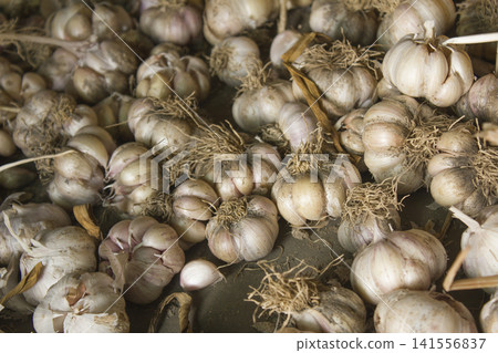 This is the harvested garlic. 141556837