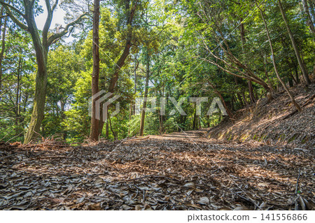 Forest scenery within the grounds of Mii-dera Temple (Nagara-san Enjo-ji Temple), Otsu City, Shiga Prefecture 141556866