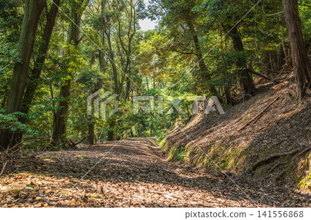 Forest scenery within the grounds of Mii-dera Temple (Nagara-san Enjo-ji Temple), Otsu City, Shiga Prefecture Forest scenery within the grounds of Mii-dera Temple (Nagara-san Enjo-ji Temple), Otsu City, Shiga Prefecture 141556868