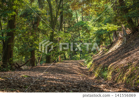 滋賀縣大津市三井寺(長良山圓成寺)境內的森林景觀 滋賀縣大津市三井寺(長良山圓成寺)境內的森林景觀 141556869
