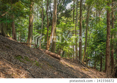滋賀縣大津市三井寺(長良山圓成寺)境內的森林景觀 滋賀縣大津市三井寺(長良山圓成寺)境內的森林景觀 141556872