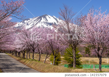 岩木山綜合公園內一排的櫻花樹,面向青森縣弘前市百澤裾野的大山櫻項鍊路和白雪皚皚的岩木山。 岩木山綜合公園內一排的櫻花樹,面向青森縣弘前市百澤裾野的大山櫻項鍊路和白雪皚皚的岩木山。 141557079