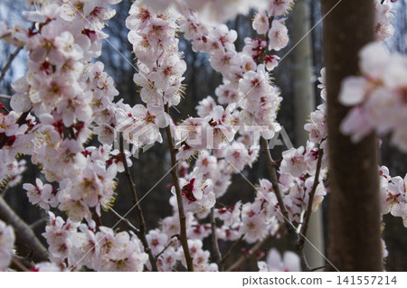 Apricot flower on nature background Apricot flower on nature background 141557214