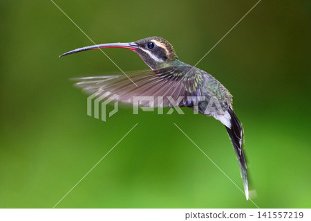 一隻會飛的白須弓蜂鳥 一隻會飛的白須弓蜂鳥 141557219