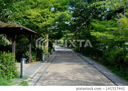 一條綠樹成蔭、石燈籠林立的神社小徑。 一條綠樹成蔭、石燈籠林立的神社小徑。 141557442