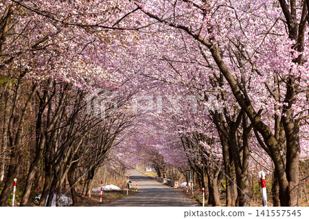 A tunnel lined with cherry blossom trees under Mt. Iwaki Park facing Oyamazakura Necklace Road, Hyakusawa Susono, Hirosaki City, Aomori Prefecture A tunnel lined with cherry blossom trees under Mt. Iwaki Park facing Oyamazakura Necklace Road, Hyakusawa Susono, Hirosaki City, Aomori Prefecture 141557545