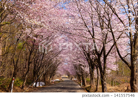 A tunnel lined with cherry blossom trees under Mt. Iwaki Park facing Oyamazakura Necklace Road, Hyakusawa Susono, Hirosaki City, Aomori Prefecture A tunnel lined with cherry blossom trees under Mt. Iwaki Park facing Oyamazakura Necklace Road, Hyakusawa Susono, Hirosaki City, Aomori Prefecture 141557546