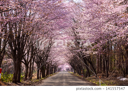 A tunnel lined with cherry blossom trees under Mt. Iwaki Park facing Oyamazakura Necklace Road, Hyakusawa Susono, Hirosaki City, Aomori Prefecture A tunnel lined with cherry blossom trees under Mt. Iwaki Park facing Oyamazakura Necklace Road, Hyakusawa Susono, Hirosaki City, Aomori Prefecture 141557547