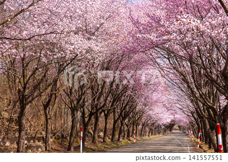 青森縣弘前市百澤裾野,面向大山櫻項鍊路的岩木山公園下的櫻花樹隧道 青森縣弘前市百澤裾野,面向大山櫻項鍊路的岩木山公園下的櫻花樹隧道 141557551