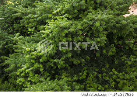 Taxus baccata close up. Green branches of yew tree(Taxus baccata, English yew Taxus baccata close up. Green branches of yew tree(Taxus baccata, English yew 141557626