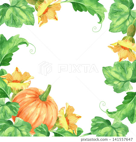 Square frame of the pumpkins with the leaves and flowers. Watercolor illustration. Handmade art work. For packaging design, cards, prints, product labels and fabric. Square frame of the pumpkins with the leaves and flowers. Watercolor illustration. Handmade art work. For packaging design, cards, prints, product labels and fabric. 141557647