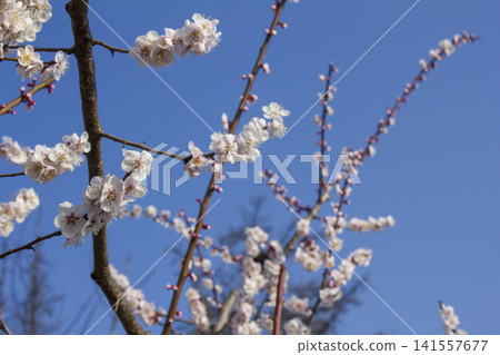 Apricot flower on nature background Apricot flower on nature background 141557677