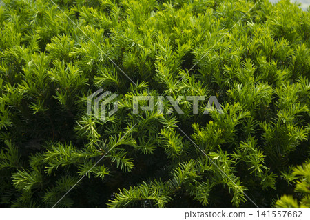Taxus baccata close up. Green branches of yew tree(Taxus baccata, English yew 141557682