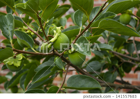 It is a persimmon tree branch with unripe persimmons hanging from it. It is a persimmon tree branch with unripe persimmons hanging from it. 141557683