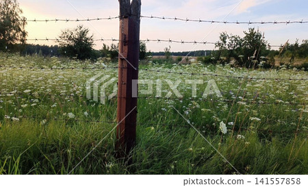 Barbed wire fence with weathered post frames lush green meadow blooming with white wildflowers. Soft golden hour lighting enhances warm tones against pale blue sky 141557858