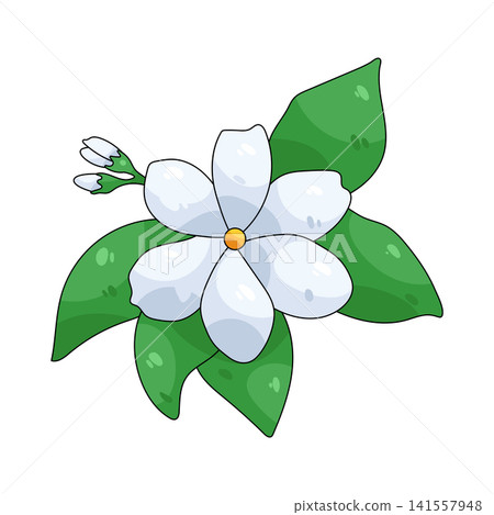 Illustration of white jasmine flower Illustration of white jasmine flower 141557948