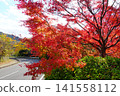 The autumn leaves are at their peak on the Shikoma Maple Road in Futtsu City, Chiba Prefecture. 141558112