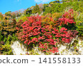 Red-colored maple leaves on a white cliff against a blue sky. Ver3 141558133