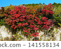 Red-colored maple leaves on a white cliff against a blue sky Ver1 141558134