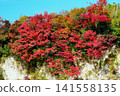 Red-colored maple leaves on a white cliff against a blue sky (Ver2) 141558135