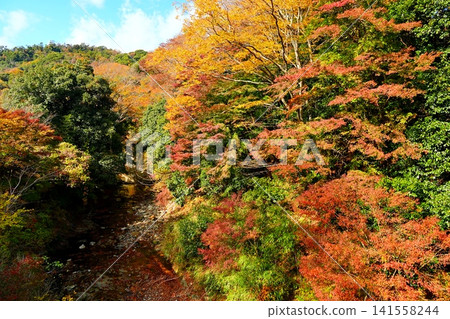 The vibrant autumn scenery of the Shikoma River Maple Road, with its deepening autumn foliage, against the backdrop of a clear autumn sky. Ver1 The vibrant autumn scenery of the Shikoma River Maple Road, with its deepening autumn foliage, against the backdrop of a clear autumn sky. Ver1 141558244