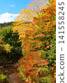 The vibrant autumn scenery of the Shikoma River Maple Road, with its deepening autumn colors, against the backdrop of a clear autumn sky. Ver2 141558245