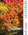 Autumn scenery along the clear stream of Shikoma River, dyed crimson in the autumn colors - Ver2 141558280