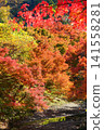 Autumn scenery along the clear stream of Shikoma River and Momiji Road, dyed crimson in the colors of autumn. Ver3 141558281