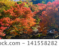 Autumn scenery along the clear stream of Shikoma River, dyed crimson in the autumn colors - Ver1 141558282