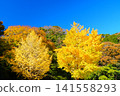 Two golden ginkgo trees shining against a clear blue sky. Ver1 141558293
