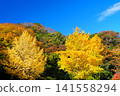 Two golden ginkgo trees shining against a clear blue sky. Ver2 141558294