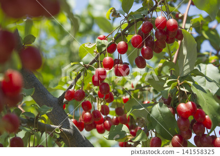 Ripe Autumn Olive Berries (Elaeagnus Umbellata) growing on a branch . oleaster Ripe Autumn Olive Berries (Elaeagnus Umbellata) growing on a branch . oleaster 141558325