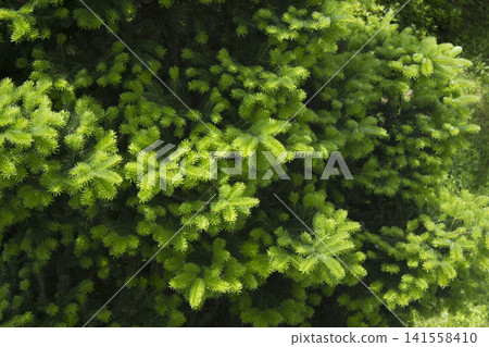Taxus baccata close up. Green branches of yew tree(Taxus baccata, English yew Taxus baccata close up. Green branches of yew tree(Taxus baccata, English yew 141558410