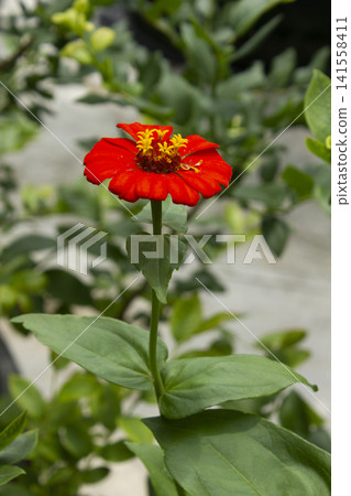 It is a zinnia in full bloom. It is a zinnia in full bloom. 141558411