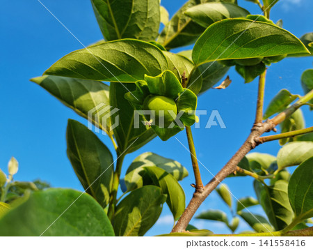 This is a persimmon tree that is starting to produce fruit. 141558416