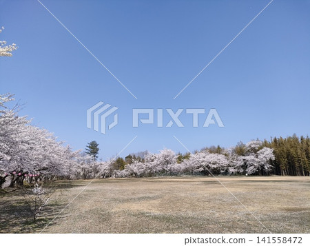 春光明媚，天空湛藍，櫻花盛開，景色宜人。 141558472