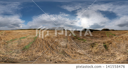 Golden wheat field stretching toward distant tree line beneath dramatic clouded sky with soft diffused sunlight and broad rural horizon, with wheat, field, sky, cloud detail. HDRI 360 panorama Golden wheat field stretching toward distant tree line beneath dramatic clouded sky with soft diffused sunlight and broad rural horizon, with wheat, field, sky, cloud detail. HDRI 360 panorama 141558476
