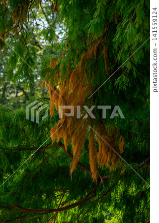 Green conifer branches with brown dry needles Green conifer branches with brown dry needles 141559124