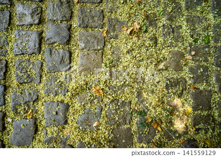 Wet cobblestones covered with fallen blossoms Wet cobblestones covered with fallen blossoms 141559129