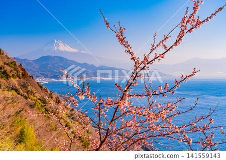 [Shizuoka Prefecture] Kawazu cherry blossoms in bloom, Mount Fuji as seen from Satta Pass 141559143