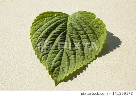 This is a close-up of a perilla leaf, a leafy vegetable used for wraps. This is a close-up of a perilla leaf, a leafy vegetable used for wraps. 141559178