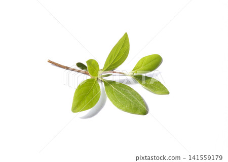 It is an azalea leaf placed against a white background. It is an azalea leaf placed against a white background. 141559179