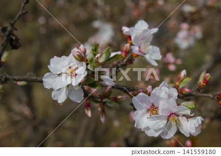 Pink cherry blossom(Cherry blossom, korean cherry) on the Nanking cherry tree.  141559180