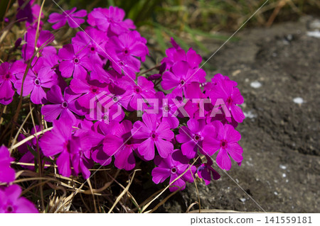 close up pink Moss Phlox 141559181