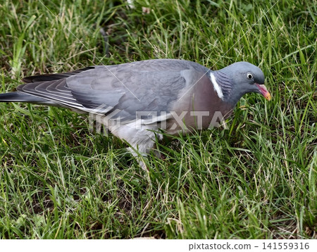 Wood pigeon foraging on grassy field with detailed plumage Wood pigeon foraging on grassy field with detailed plumage 141559316