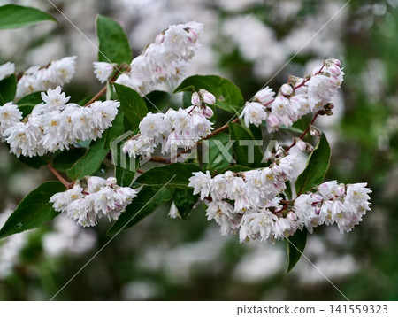 Clustered white-pink spring blossoms on leafy branch Clustered white-pink spring blossoms on leafy branch 141559323