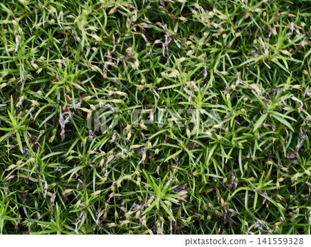 Close-up of dense green lawn moss and grass Close-up of dense green lawn moss and grass 141559328